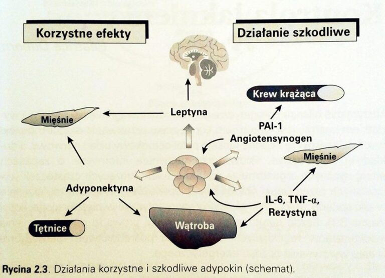 Funkcje tkanki tłuszczowej